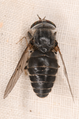 Hybomitra