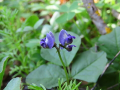 Dolichos decumbens