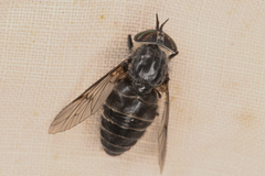 Hybomitra