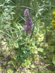 Spiraea tomentosa