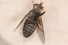 Hybomitra