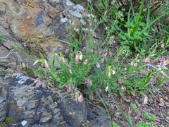 Polygala affinis