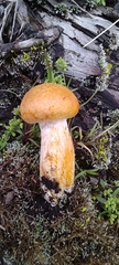 Gymnopilus