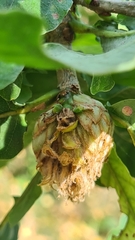 Andricus foecundatrix