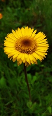 Osbertia stolonifera