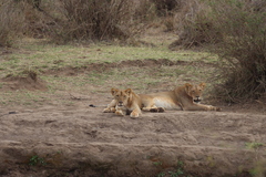 Panthera leo melanochaita