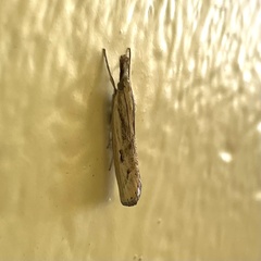 Agriphila inquinatella