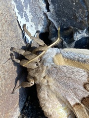 Antheraea polyphemus
