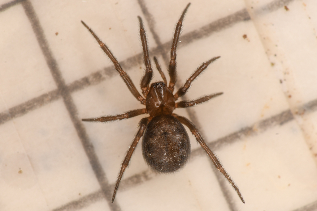 Enoplognatha intrepida