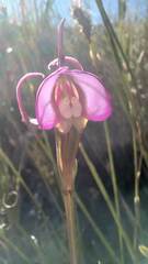 Disperis capensis capensis