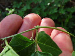 Dolichos decumbens