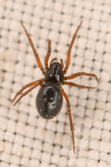 Linyphiidae