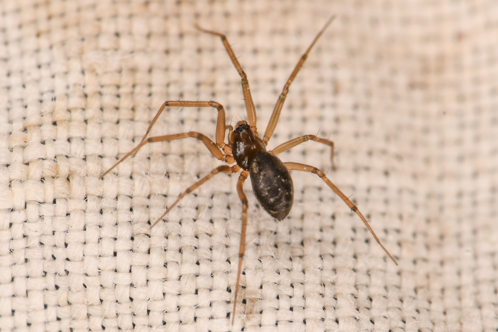 Lepthyphantes alpinus
