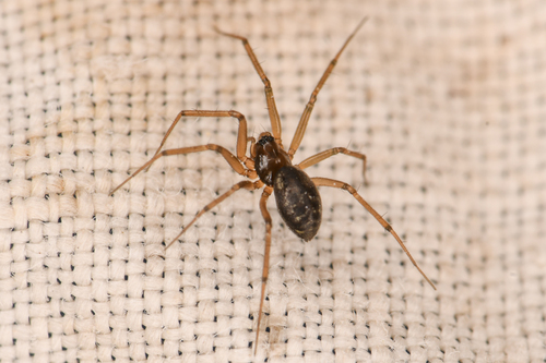 Lepthyphantes alpinus