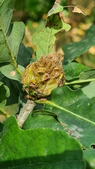 Andricus foecundatrix