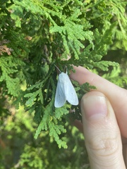 Spilosoma congrua
