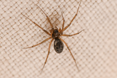 Linyphiidae