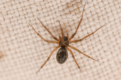 Linyphiidae