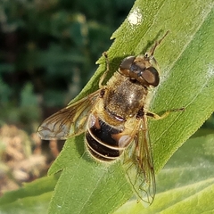 Eristalis arbustorum