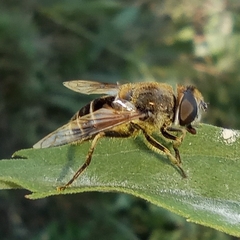 Eristalis arbustorum