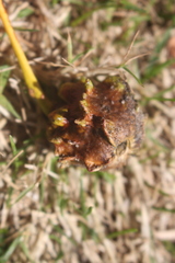 Andricus quercuscalicis