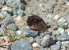 Erebia montanus