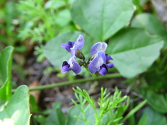 Dolichos decumbens