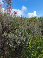 Indigofera brachystachya