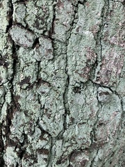 Lepraria finkii
