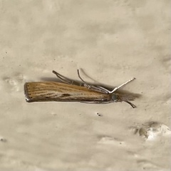 Agriphila inquinatella