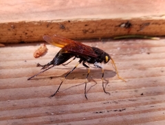 Urocerus californicus