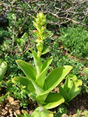 Satyrium odorum