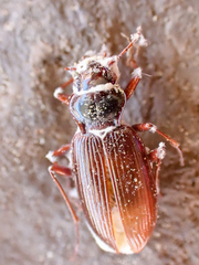 Beauveria bassiana