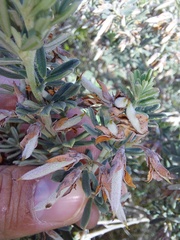 Indigofera brachystachya