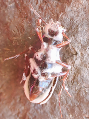 Beauveria bassiana