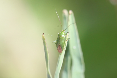 Common Green Capsid, Alkmaar, Nederland, photo 9 of 10
