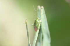 Lygocoris pabulinus