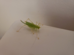 Meconema thalassinum