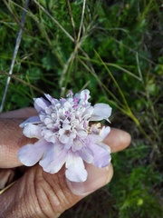 Scabiosa