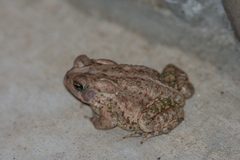 Anaxyrus americanus charlesmithi