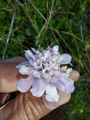 Scabiosa