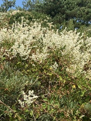 Fallopia