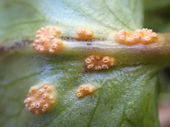 Puccinia