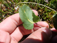 Puccinia