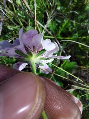Scabiosa