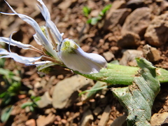 Moraea ciliata