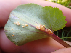 Puccinia