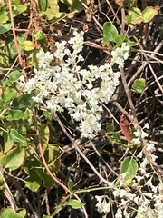 Fallopia