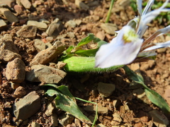 Moraea ciliata