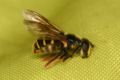Sericomyia chalcopyga